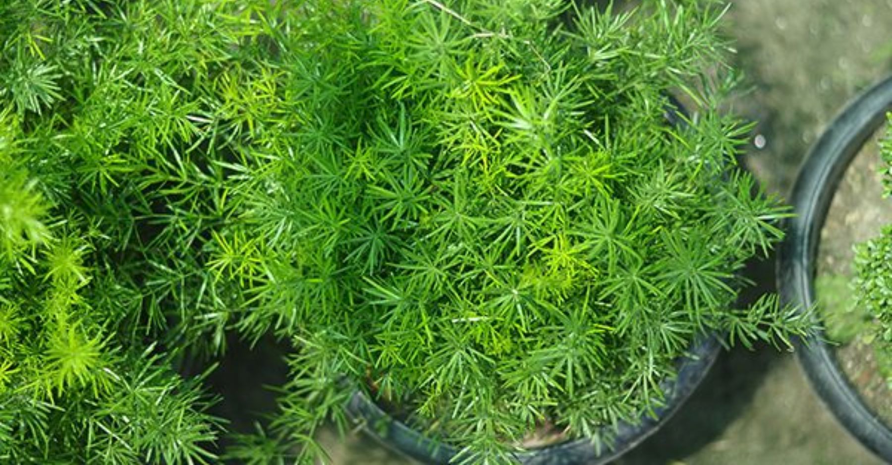 pickle plant pflege Gurkenpflanze